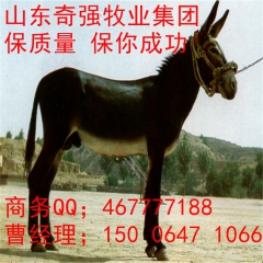 山东养驴场 德州驴  三粉驴 关东驴 种驴驹 种公小驴 量大...