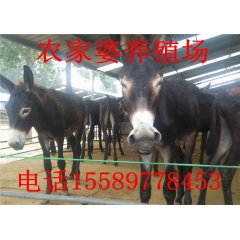 供应德州驴 三粉驴 乌头驴 关中驴肉驴价格 优质肉驴