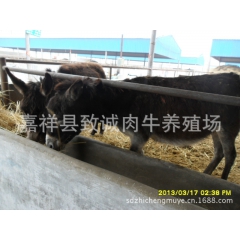 优良肉驴养殖育肥品种 乌头驴 德州驴 三粉驴 关中驴 佳米驴...