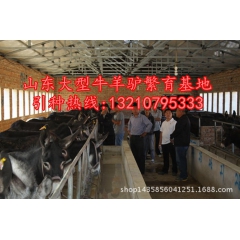 纯种德州肉驴 三粉驴 低价格 小驴苗 驴驹养殖
