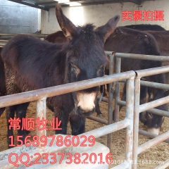 乌头驴 德州驴 三粉驴 毛驴  山东  肉驴  养殖场一头驴...