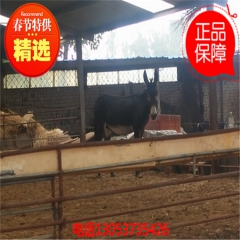 肉驴种驴苗 纯种德州驴 乌头驴 三粉驴 佳米驴 关中驴