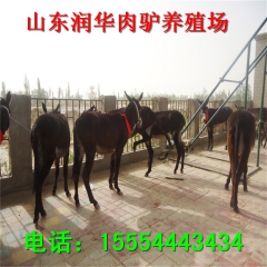 乌头驴养殖技术 肉驴  肉驴养殖场 三粉驴 德州驴价格