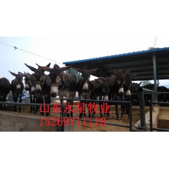 山东改良肉驴养殖场厂家直销三粉驴 乌头驴 关中驴市场价格