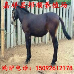 德州驴 饲养技术 三粉驴 德州驴效益分析图 200斤左右的驴...