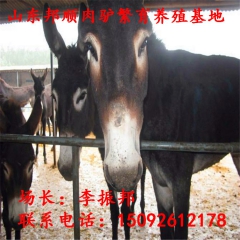 育肥三粉驴怎么出售的 育肥三粉驴多少钱一只 出售育肥三粉驴