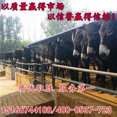 大型肉驴养殖场常年供应德州驴 肉驴苗 三粉驴
