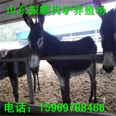 最新出栏一批三粉驴 德州驴 驴苗 振麒养殖售后好