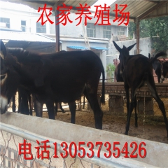 销售优良肉驴种驴苗、德州驴、三粉驴、乌头驴、庆阳驴