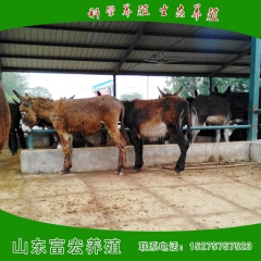 德州驴 肉驴 三粉驴 德州驴价格 驴苗 肉驴养殖基地 肉驴价