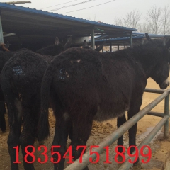 乌头驴 三粉驴 肉驴养殖场 小毛驴多少钱 南方养殖肉驴的好处