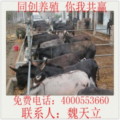 大量出售德州驴驹 三粉驴 乌头驴价格 改良肉驴驹养殖效益高
