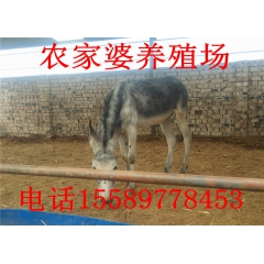 驴养殖基地 供应肉驴 驴驹 德州驴 三粉驴 肉驴养殖