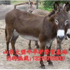 哪里肉驴养殖场正规 肉驴价格 三粉驴 乌头驴小驴苗出售