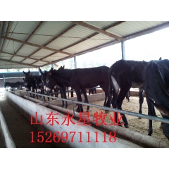 山东改良肉驴养殖场肉驴品种齐全 三粉驴 乌头驴价格合理 教技...