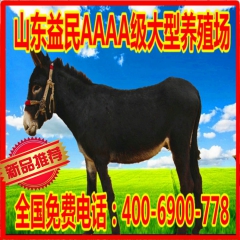 德州驴 德州肉驴 三粉驴 乌头驴 公驴 母驴 种驴 山东养驴...