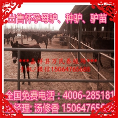三粉驴，三粉驴价格，乌头驴驴苗多钱一头，哪里卖种驴