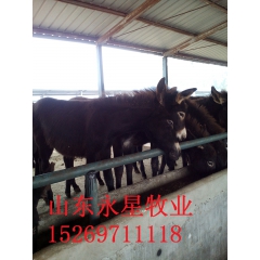 山东改良肉驴养殖场肉驴崽行情 三粉驴 乌头驴价格低 出肉率高