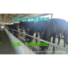 小驴促销活动火爆开始 德州肉驴、三粉驴、乌头驴 小驴驹