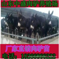 N【重点推荐】养驴 肉驴 三粉驴 德州驴 关东驴 驴苗 p