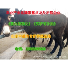山东出售肉驴 驴苗 德州驴 乌头驴 三粉驴 关中驴厂家批发