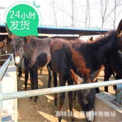肉驴养殖场 肉驴价格 德州驴 三粉驴 乌头驴价格 毛驴价格