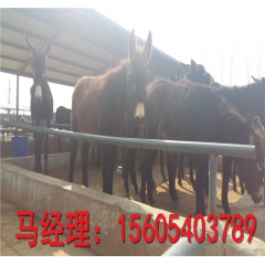 大量批发肉驴德州驴毛驴子关中驴