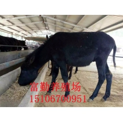 供应改良驴 德州驴 乌头驴 关中驴 肉驴价格 防疫力强 适应...