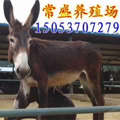 观赏小驴出售 养殖基地肉驴关中驴 肉驴价格