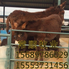 德州驴  改良肉驴 关中驴  数量多多 优惠多多  免费运输