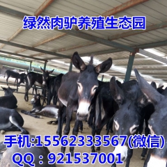 急售肉驴.德州驴，三粉驴，关中驴 必阳驴小驴。
