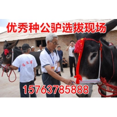 养殖一头关中驴一年能获利多少-养殖关中驴