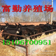 肉驴养殖场供应各规格品种驴驴苗德州驴 关中驴 乌头驴品种优良