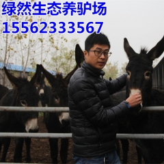 怎么建肉驴养殖场，德州驴 关中驴 三粉驴肉驴养殖场