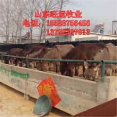 关中驴 常年销售肉驴 德州驴 改良乌头肉驴 出栏快 三粉出肉...