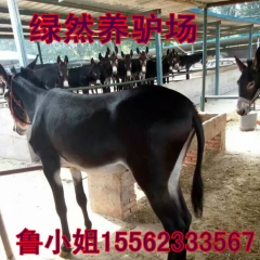 供应德州驴价格 驴驹价格_小驴驹养殖技术 三粉驴 关中驴