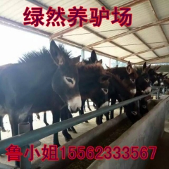 建一家德州驴的肉驴养殖场需要多少钱？关中驴 新疆驴驴苗价格