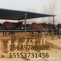 德州驴屠宰率多少   出售三粉驴  关中驴  量大优惠  送...