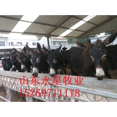 新疆适合养殖什么品种的肉驴 关中驴 德州肉驴苗多少钱一头