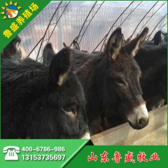 肉驴养殖基地 德州驴 肉驴价格 关中驴 驴驹 泌阳驴苗
