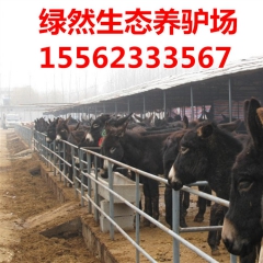 土驴纯放牧一天长多少，肉驴又是多少？养殖三粉驴 关中驴