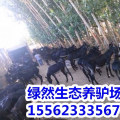 肉驴一年长多重？德州驴 关中驴 乌头驴肉驴价格
