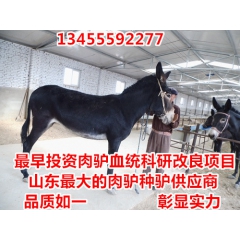 哪里有供应关中驴的市场-养殖关中驴