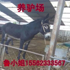 河北养驴需要什么标准养关中驴 驴驹 种驴 肉驴苗养殖技术