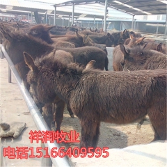 乌头驴 德州驴 关中驴 活体驴苗 驴苗价格 养殖技术 种驴 ...