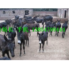 乌头驴价格,农村养什么肉驴苗适合,德州驴,小驴多少钱一头,关...