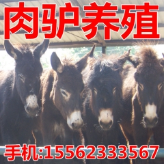 德州肉驴目前是什么价钱，三粉驴 关中驴 广灵驴肉驴价格