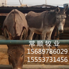 什么样的是三粉驴  品种好吗 德州驴 关中驴 三粉驴 养驴效...