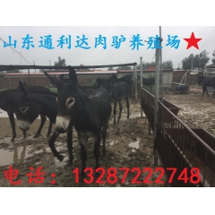 关中驴 三粉驴 德州驴 乌头驴通利达养殖场常年出售肉驴价格