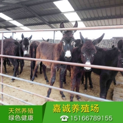 大量出售驴肉乌头驴苗 三粉驹 关中驴 量大免费运输